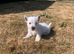 Pedigree Westies