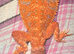 Baby red bearded dragons