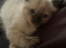 Beautiful Ragdoll female
