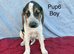 Beautiful beagle puppies for sale