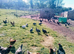 guinea fowl hatching eggs