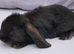 Cute French x Mini Lop Males Ready to Go. Must Read Pls!