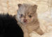 Pomeranian Puppies