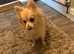 Pomchi