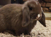 X2 male rabbits
