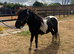 3 Shetland geldings