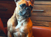 Super sweet red fawn frenchie female 3.5yrs in need of a home