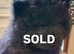 Chow chow