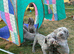 10 KC registered puppies for sale