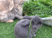 Beautiful blue plush mini lion lop