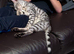 4 month old Bengal boy