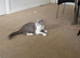 Bicolour british shorthair