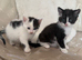Kittens for sale