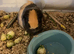 2 brother guinea pigs
