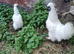 Beautiful Pair of White Silkie Bantams