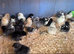 Pekin bantams