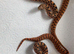 Stunning Kingsville Red Tiger Bullsnake Pair (CB2025)