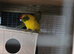 bonded pair of kakarikis