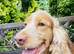 ADULT COCKER SPANIEL