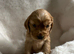 Show type, cocker, spaniel puppies