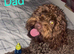 Beautiful F1b Cockapoo Puppies