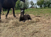 Welsh D Gelding
