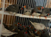 Finches