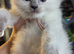 4 delightful ragdoll kittens looking for their families
