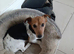 *last little boy* stunning Jack Russell pup