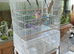 Bird Cage with Stand on Wheels,+4 budgies.