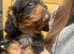 Stunning cavalier King Charles puppy