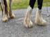 3 year old cob mare