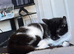 Black and white female cat