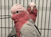 Hand Reared Baby Galah Cockatoos