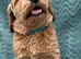 Sunning littler of Australian Double Doodles from Health screened parents