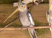 Cockatiels 9 weeks old