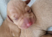 Beautiful Hungarian Vizsla Puppies