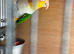 Caique male
