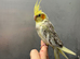 Hand reared baby cockatiel available &ldquo;&rdquo;&rdquo;
