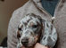 11 beautiful puppies dachshund rehome