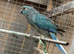 Stunning Kakarikis