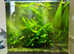 30 litre fish tanks fully planted
