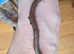 Olive millipedes: Teiodeinopus aoutii