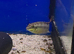 Rocket Kribensis Cichlid (Pelviacachromis kribensis)