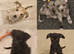 Ready for New Adventures Tiny Iggie x Pups Looking 4 Homes.