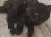 3 female kittens ready now