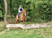Smart gelding