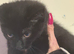 Beautiful russian black x male affectionate 3 months
