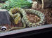 2024 Female King Rat snake