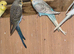 Budgies